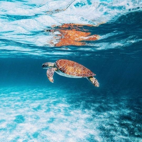 aww-so-pretty:Turtles are life