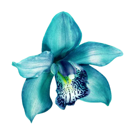 blue flower