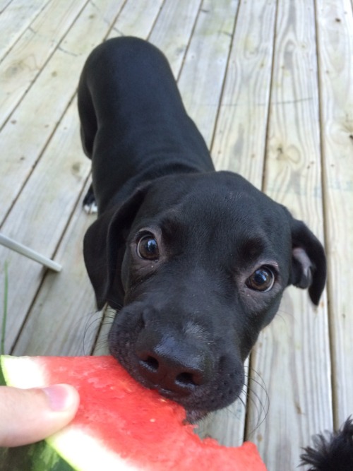 babybluesuv:royonfire:I present to you a puppy eating watermelon.I can’t stop thinking about this