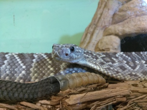 This pretty boy never rattles. He sits at the front of his tank without any fear and looks at you wi