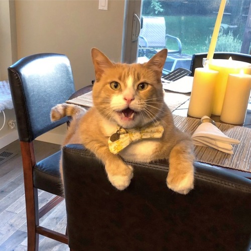 lionelthecat: I just wanna be included when my family eats dinner at the counter—is that so mu