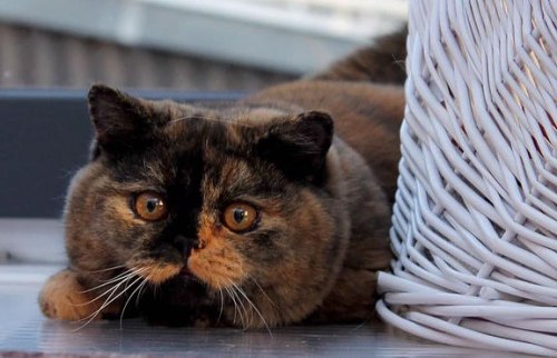 coolcatgroup: scottishstraight: Beautiful tortoiseshell cat :3© “Сrystal Flame” cat