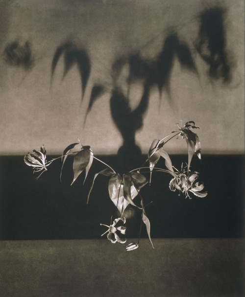 the-cinder-fields: Robert Mapplethorpe ,Untitled, from the series Flowers, 1983 – 1984