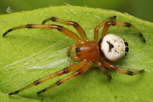 Araneus mitificus is called Bijo Onigumo in Japanese. Onigumo means its genus and Bijo means beautif