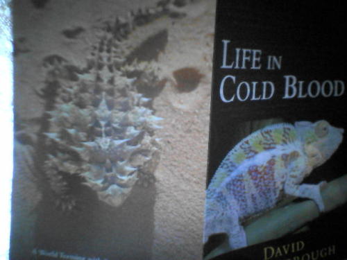 dragoncavecaretaker:  /I have this documentary and I think that spikey lizard is an thorny devil, yo