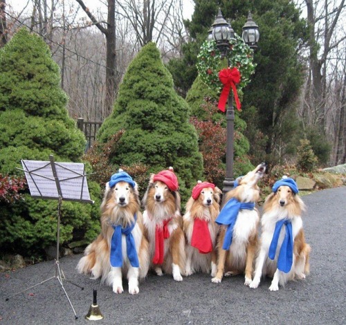 ruddysetgo:  bewareofattackmusician:  6woofs:  slvhermit:  The Christmas collies!  ack too cute omg  Let’s play a game of “Where’s The Tenor?”   Oh my god