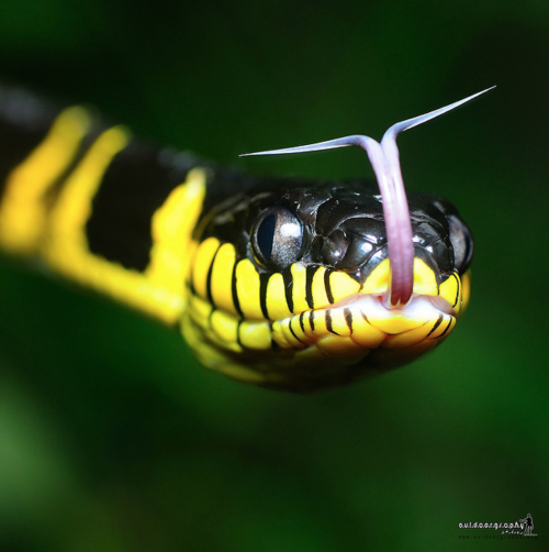 hellyeahsnakes: Boiga dendrophila, commonly called the mangrove snake or gold-ringed cat snake, is a