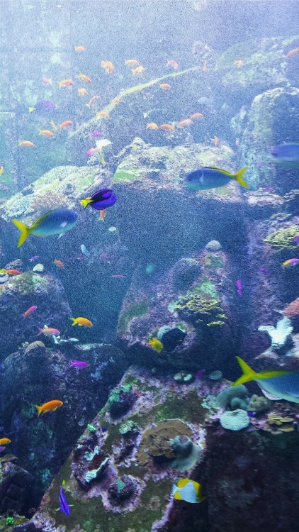 my type of baes The Lost Chambers Aquarium, Atlantis The Palm Dubai ig: svngrl