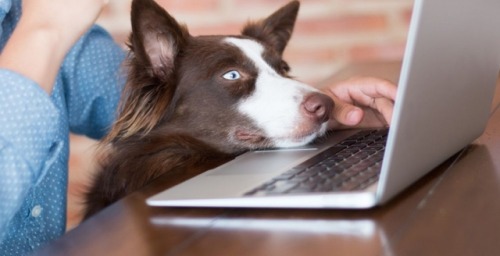 If you are a pet proprietor, you already know this. Besieds shedding, pets love to toss their meals 