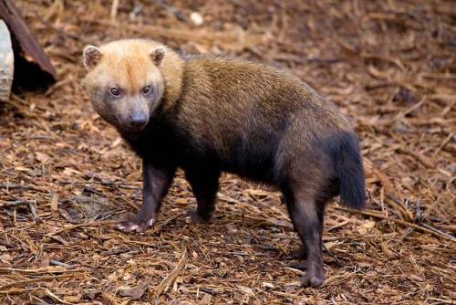 end0skeletal: The bush dog is a diurnal carnivore endemic to South America.