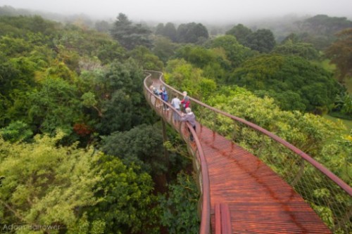 architags:  Boomslang. Treetop Walk. Mark Thomas Architects + Henry Fagan & Partners. Cape Town- Kirstenbosch Botanical Gardens. source: archdaily photos © Adam Harrower