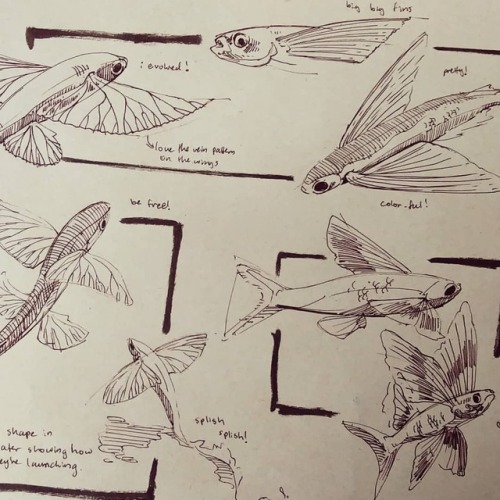 Evolution is super neat. #flyingfish this morning! . . . #fish #animalstudies #sketchstudy #sketch #