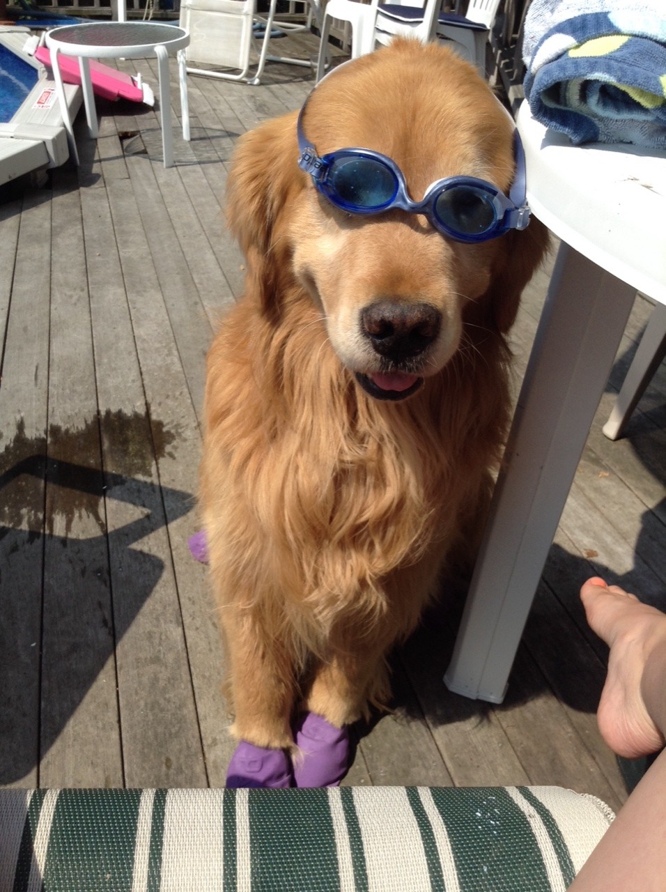 dogmaster6000:  rdy to hit the pool!