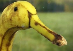 misterlemonzafterlife:  denverfarmboy:asian:  thoughtsofjasson:   animal-factbook:  The Banana duck, native to Haiti and Venezuela, is appeeling for its bright yellow skin and long bill.  That’s a banana.   That’s what the government wants you to