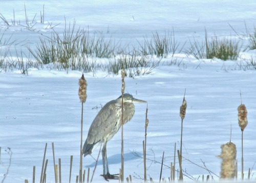 The snow must make survival difficult for creatures like this immature great blue heron.