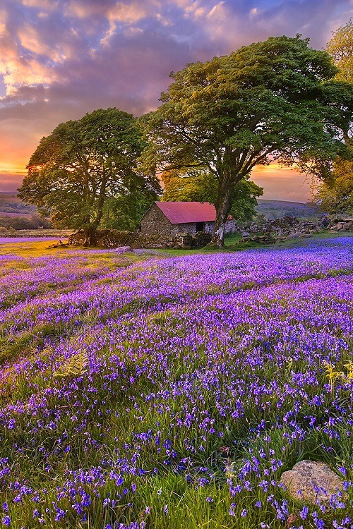So maybe this is what they mean by ‘purple patch’…
See hotels in the beautiful English countryside on our site, here.
(Image via krummplestiltskin.tumblr.com)