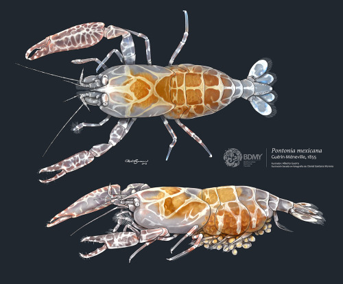 albertoguerra:Caribbean pen shrimp / Pontonia mexicanaPhotoshop CS6 & Wacom tablet© BDMY - Biodi