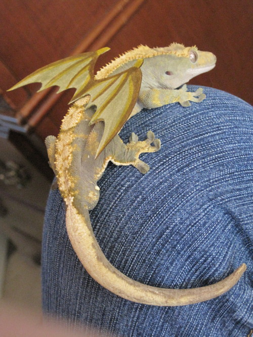 pumpkinfishes:  just hangin’ out with my crested gecko BABY DRAGON 