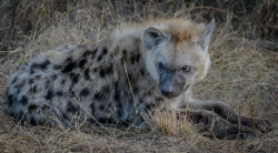 thegrassygnoll:  Spotted Hyena 1 South Africa - Charles (Chuck) Peterson