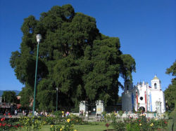 sixpenceee:  Arbol del Tule: This Montezuma Cypress is located in the town square of Santa Maria del Tula in Mexico. It’s unique trunk is considered to be the thickest in the world. The exact age of the tree is unknown, with estimates ranging from