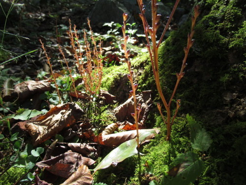 Beechdrops, Epifagus virginiana, a non-photosynthetic plant with no chlorophyll, parasitic on Americ