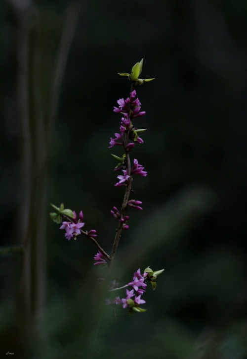 greenreblooming:walking the woods #296 *29 march 2018