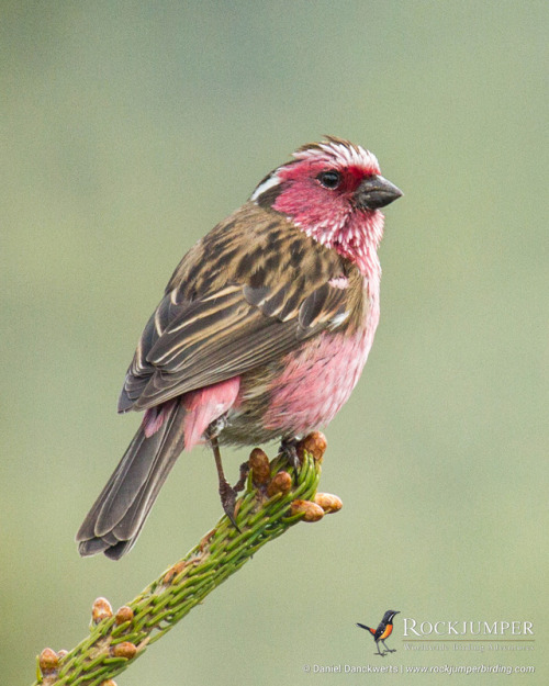 Photo of the Day – The Chinese White-browed Rosefinch (Carpodacus dubius) is found in temperate fore