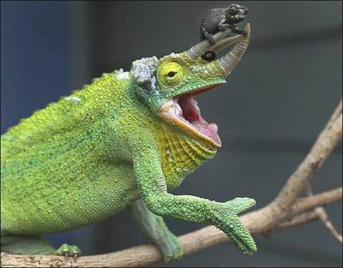 animals-riding-animals:chameleon riding delighted chameleon