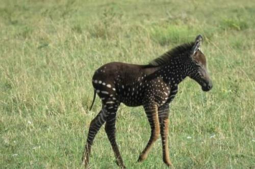 scarlettjane22:Rare Spotted Zebra Foal (and Mom)http://petslady.com/