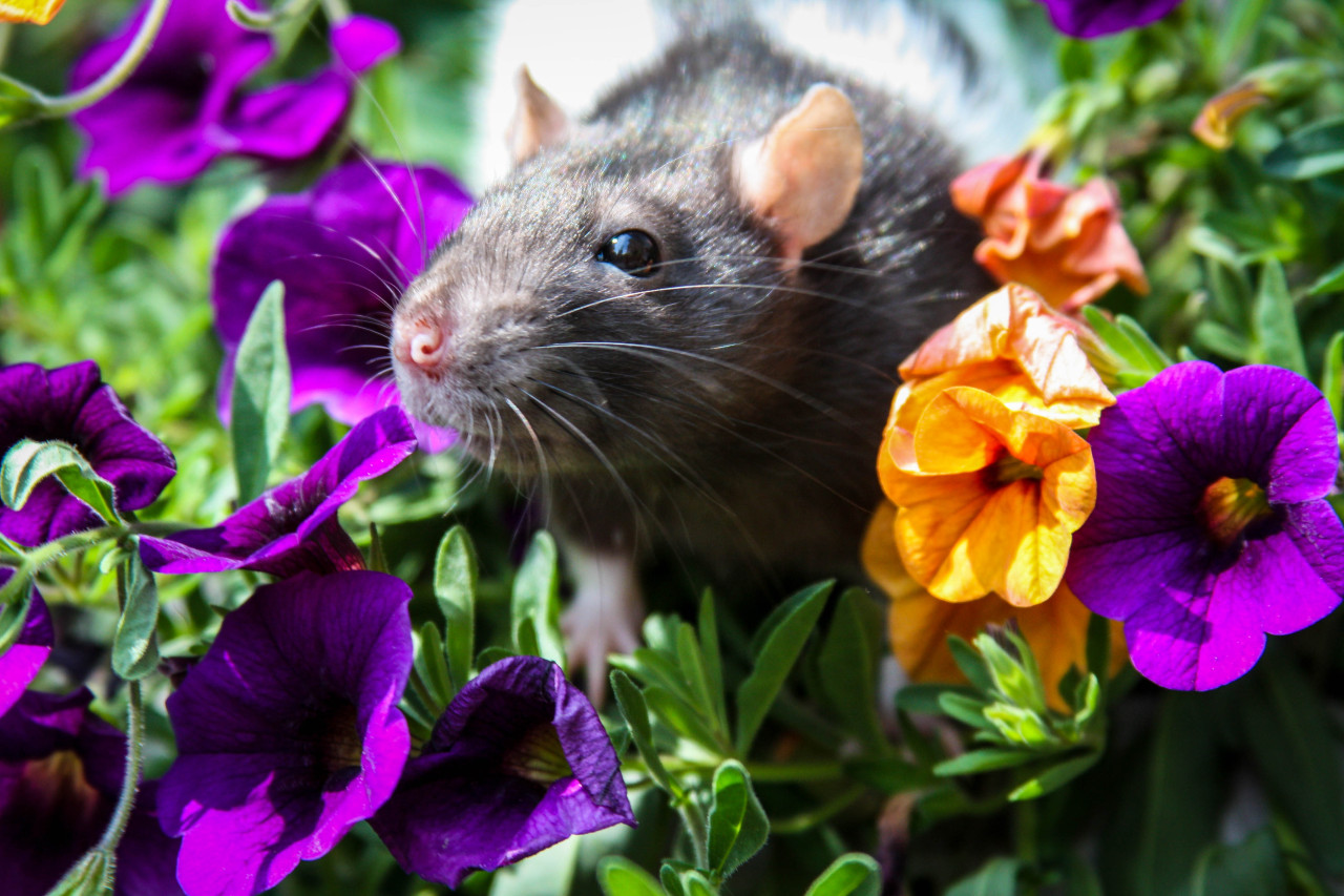 funtorture:  My sweet Casey playing in mom’s flowers &lt;3 I miss this sweet