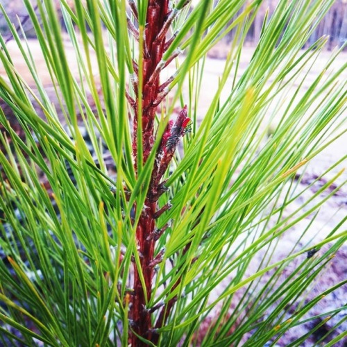 Red bugs on a green pine. Take time to look at the details around you. You never know what hidden tr