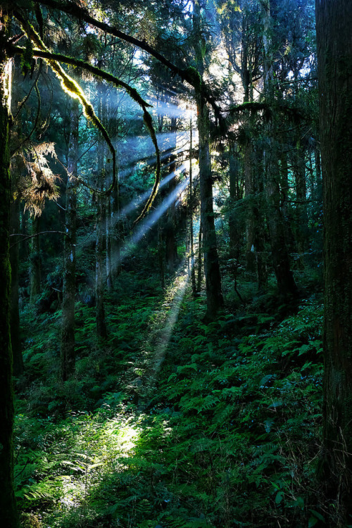 satakentia: AlishanAlishan National Scenic Area, Taiwanby Daniël Hendrikx