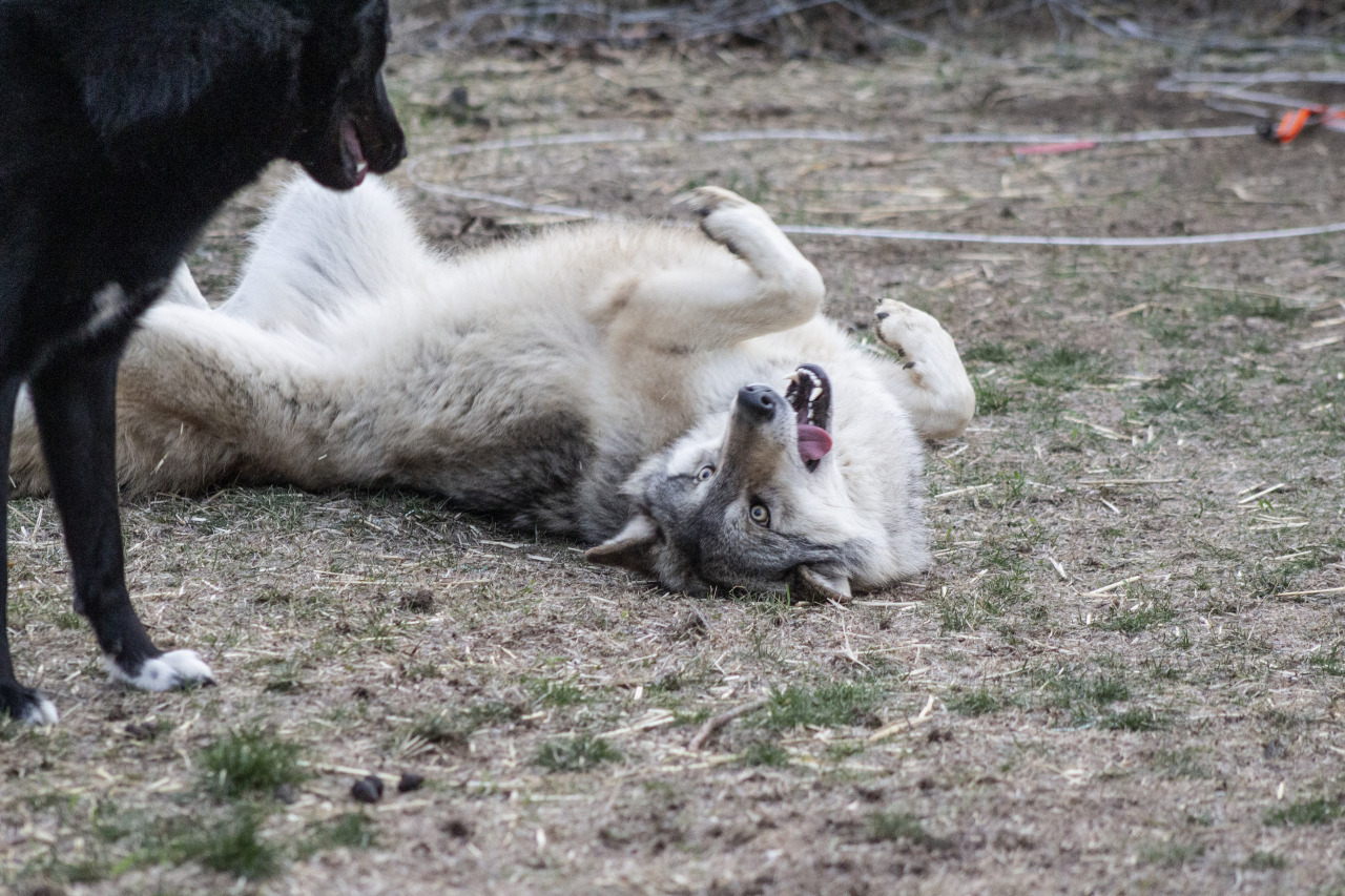 enjoying her peanut butter filled bone, after a fun romp out in the yard 