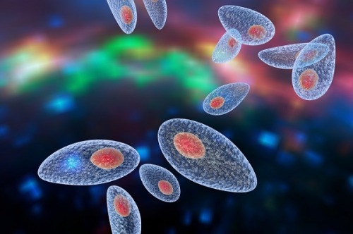 Scientists are studying a connection between the parasite Toxoplasma gondii (one of our personal fav