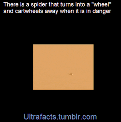 vancity604778kid:  sidicus-the-frustrated:  ultrafacts:  The golden wheel spider  (Fact Source)Follow Ultrafacts for more facts!  oh my god that is actually hilarious  ahh, the NOPE I’M OUT OF HERE spider.