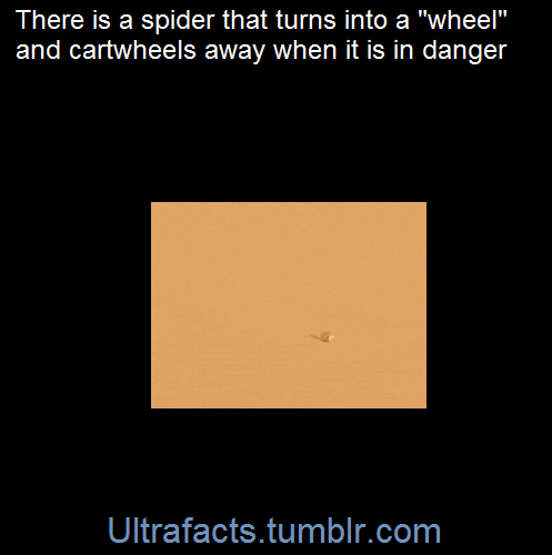 vancity604778kid:  sidicus-the-frustrated:  ultrafacts:  The golden wheel spider  (Fact Source)Follow Ultrafacts for more facts!  oh my god that is actually hilarious  ahh, the NOPE I’M OUT OF HERE spider.