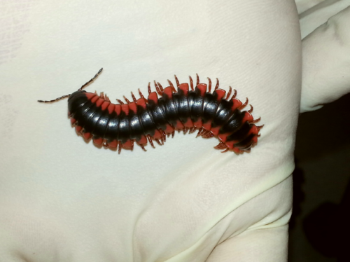 entoderek:  Millipedes of the day 
