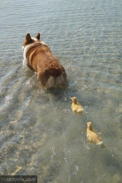 becausebirds:  Follow the leader.