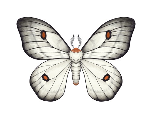 Moths