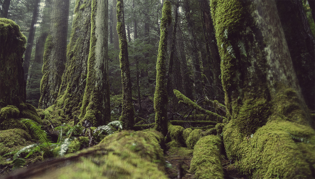 opticallyaroused:  Mako Miyamoto’s The Emerald Forest: Brilliant, Mysterious Landscapes