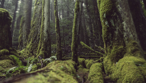 opticallyaroused:  Mako Miyamoto’s The Emerald Forest: Brilliant, Mysterious Landscapes 