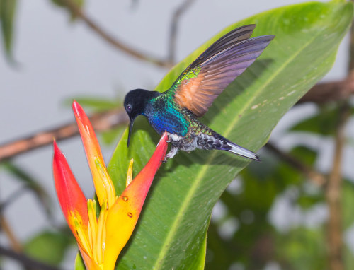 Velvet-purple Coronet (Boissonneaua jardini) © Brian Jones