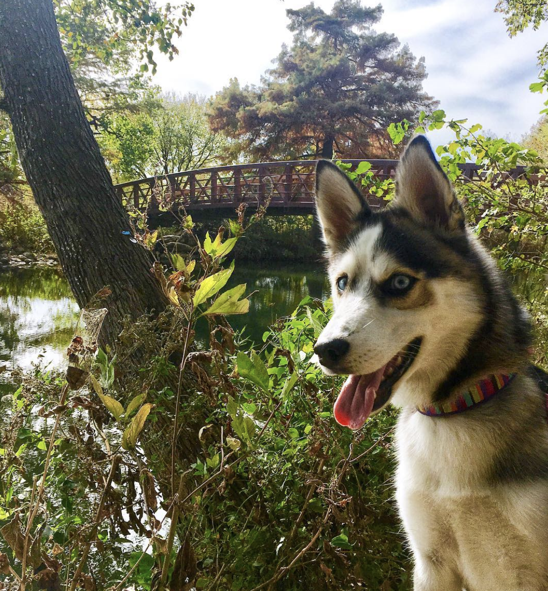 brookbooh:  This husky is wonderful@kikythehusky