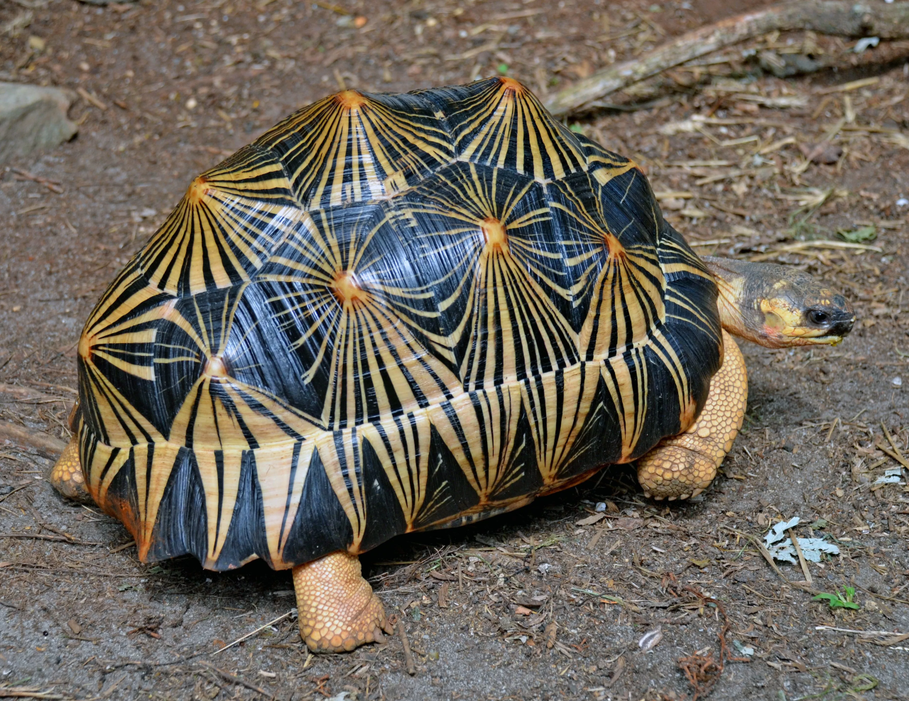 Here come the most Extra of turtles and tortoises