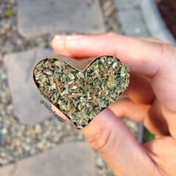 weedporndaily:  Five grams packed into this #heartblunt💚 by valleyrec420 http://ift.tt/1n5ZSqk