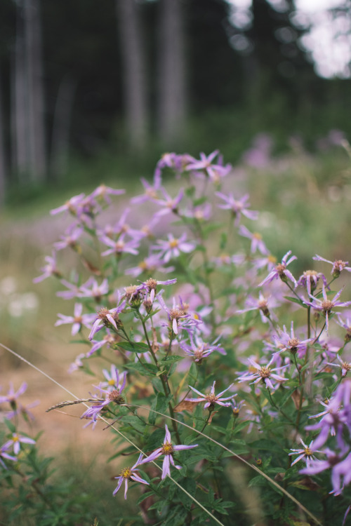 Alpine Flowers