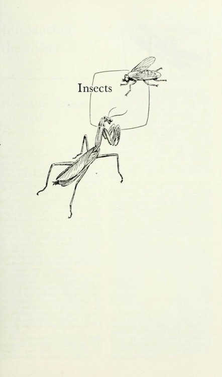 nemfrog: The fly and the mantis. Insects; the yearbook of agriculture. Illustrated title page. 