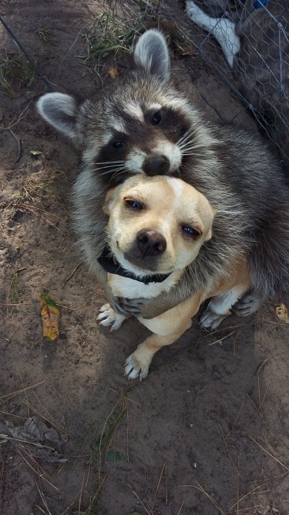 Aww-Cute-Animals:my Coworkers Dog Taco And His Pet Raccoon