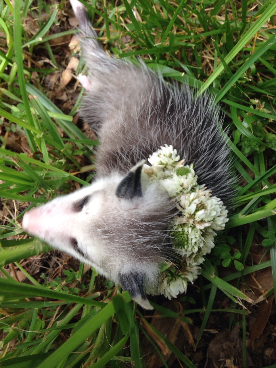 khrysdiebee:  fujoshiranger:  I’ve been taking care of an opossum. I’ve named