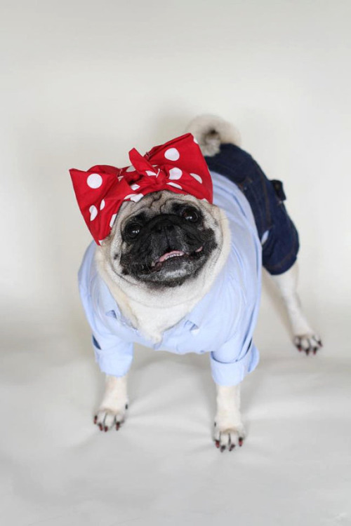 buzzfeed:  Pugs wearing costumes are always amazing. 
